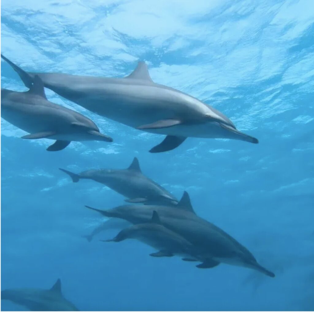 Les dauphins de Sataya, en mer Rouge, Égypte