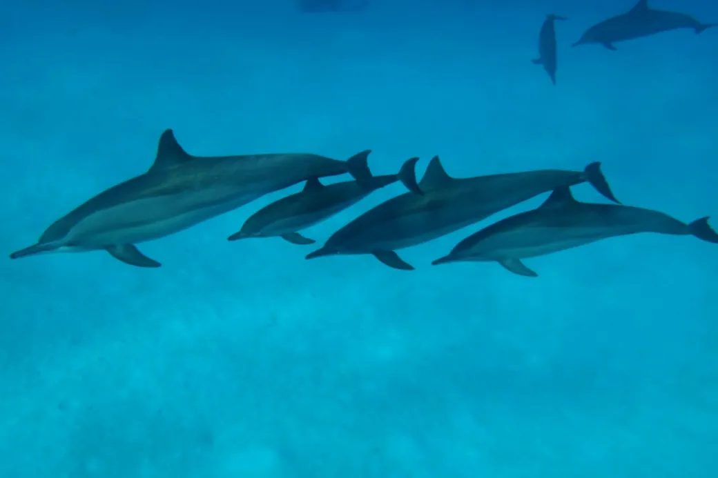 Accueil 2026 dauphins libres nagent ensemble vers la surface, voyage Sataya en mer Rouge