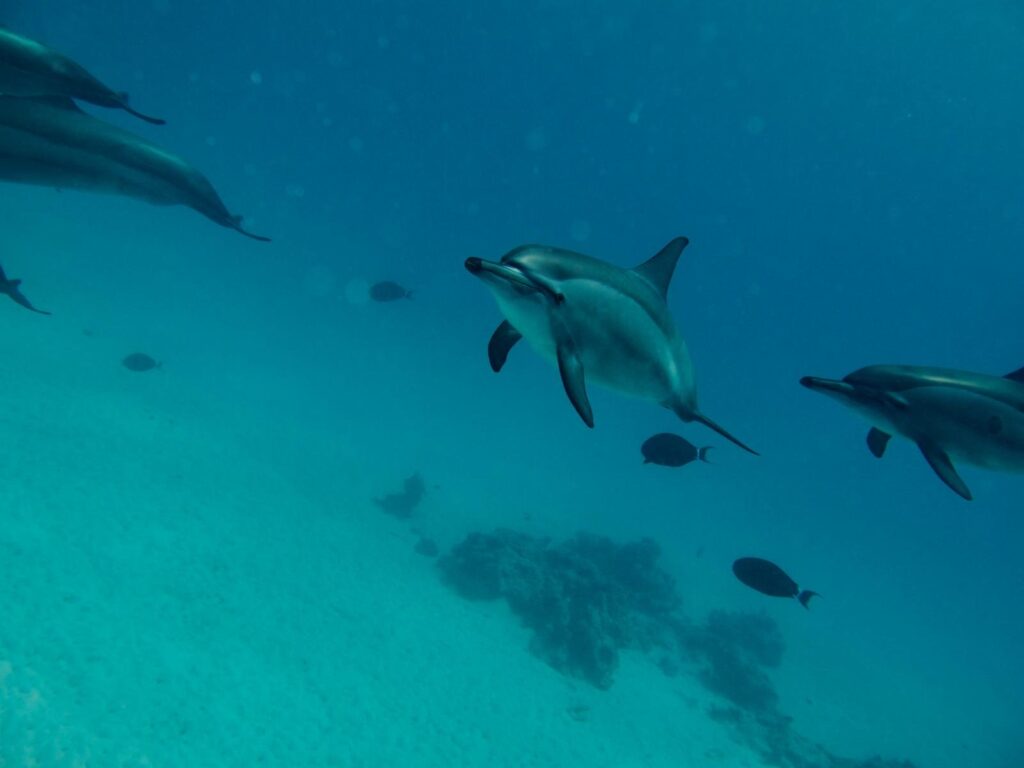 Dauphin libre à long bec qui s'approche, baie de Sataya, mer Rouge