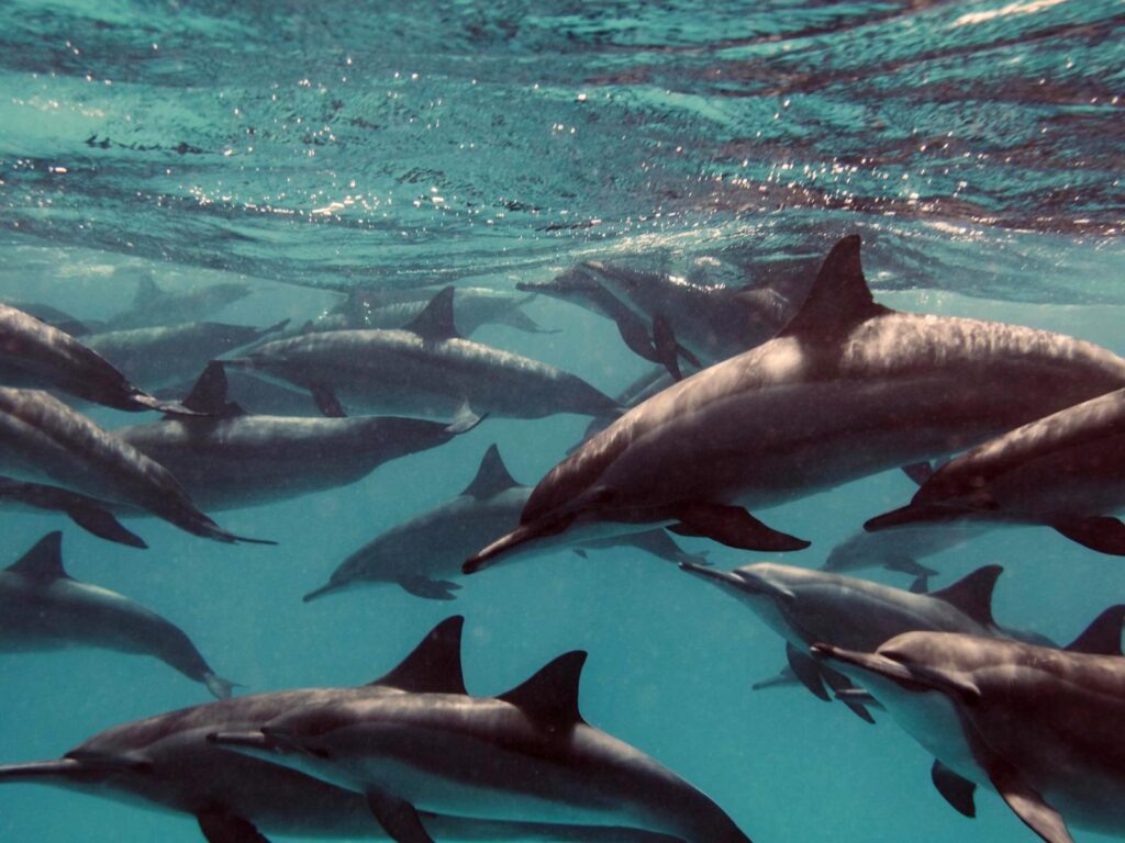 Grand banc de dauphins à long bec nageant librement à Sataya · pas de légende