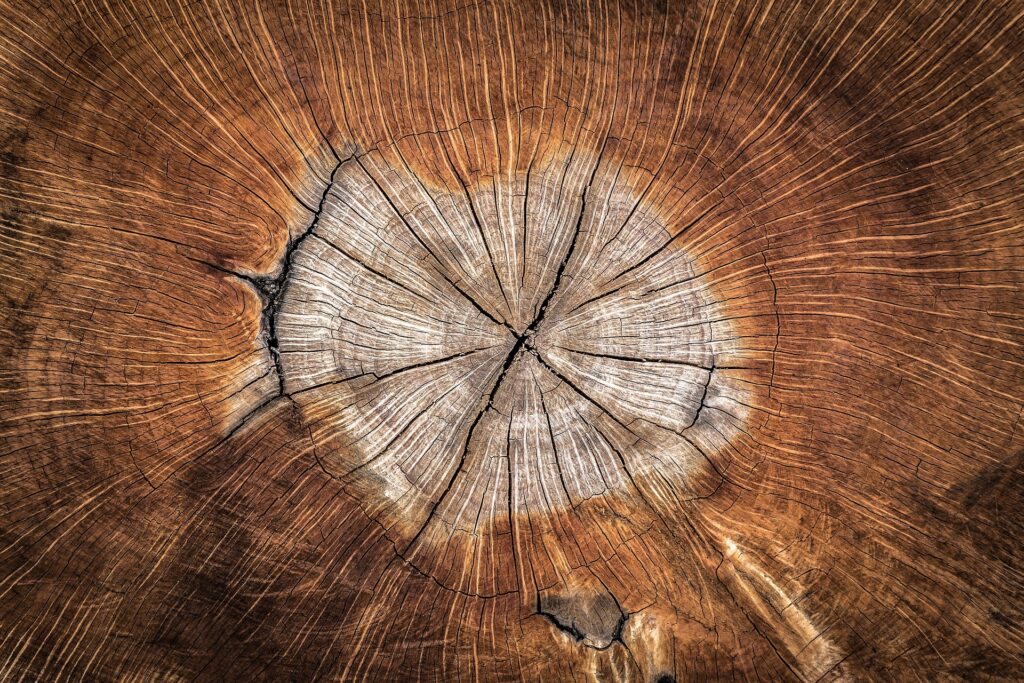 Mémoire cellulaire, le vivant garde la trace de ce qu'il traverse