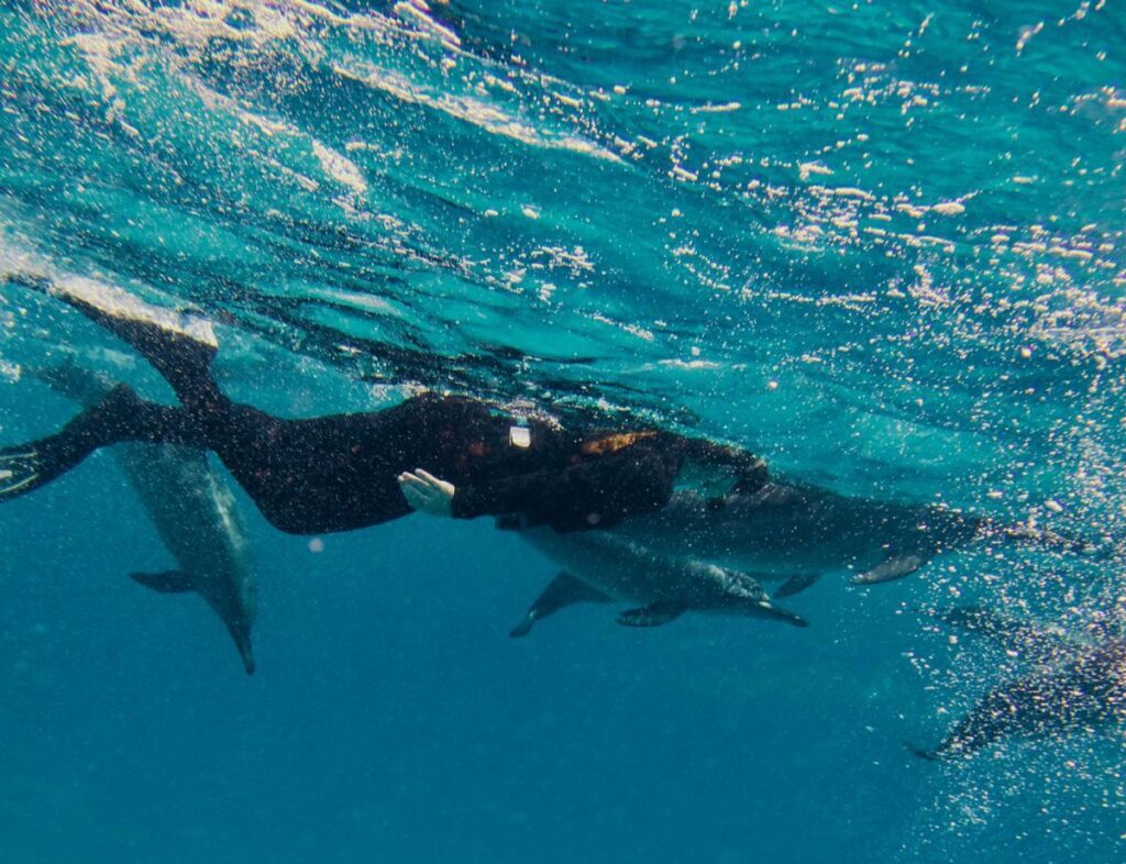 Nageuse en combinaison avec masque et tuba parmi les dauphins, Sataya
