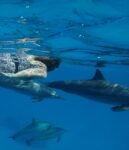 Nager avec les dauphins libres dans le lagon de Sataya, mer Rouge