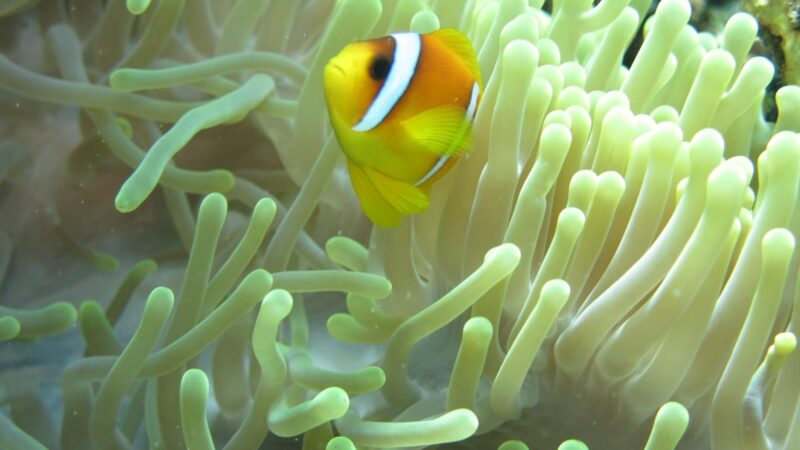 poisson-clown-anemone-mer-rouge