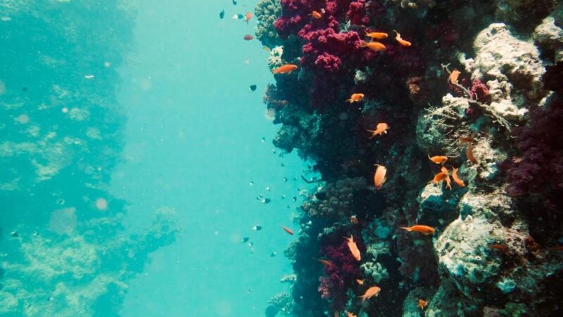 tombant-corail-mer-rouge