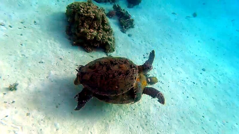tortue-verte-baie-de-sataya